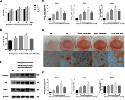 Metformin Promotes Differentiation and Attenuates H2O2-Induced Oxidative Damage of Osteoblasts via the PI3K/AKT/Nrf2/HO-1 Pathway